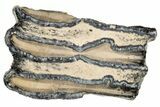 Mammoth Molar Slice with Case - South Carolina #193838-1